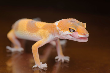 The Little Gecko