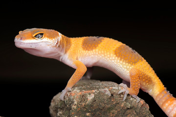 The Little Gecko