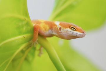 The Little Gecko