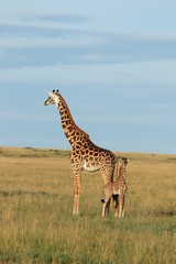 Giraffe mom and her calf, Masai Mara National Park, Kenya.