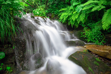 High mountain rainforest stream. River in mountain
