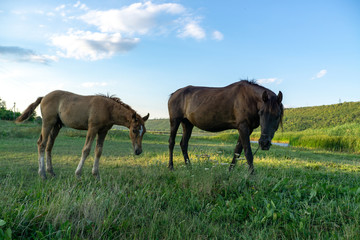Naklejka na ściany i meble Foal with a mare on a summer pasture
