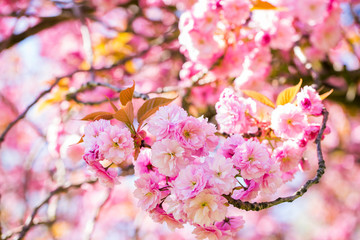 branche of a pink blossom tree