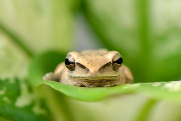 Frog on leaf