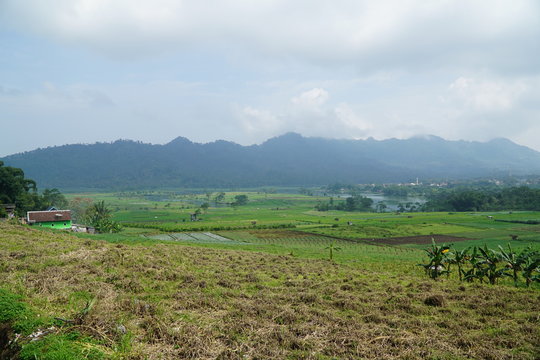 Forest in Batu Malang East Java Indonesia
