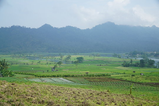 Forest in Batu Malang East Java Indonesia