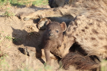 Spotted hyena mom with her black cubs, Masai Mara National Park, Kenya.