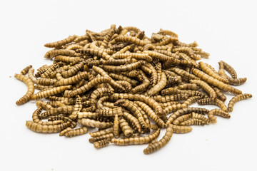 edible mealworms isolated high quality
