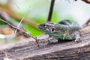 Field with sowing of ripe wheat