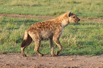 Spotted hyena walking in the grass, Masai Mara National Park, Kenya.