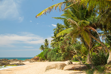  Beautiful beach with palm trees and boulders on the tropical island of Sri Lanka. 
