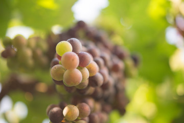 Vineyard and grape in the natural place