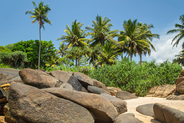  Beautiful beach with palm trees and boulders on the tropical island of Sri Lanka. 