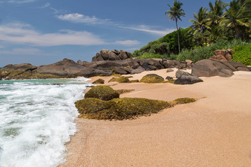  Beautiful beach with palm trees and boulders on the tropical island of Sri Lanka. 