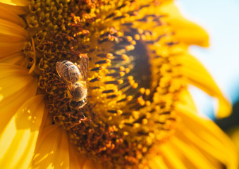 Honey bee pollinator flower nature