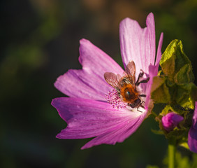Honey bee pollinator flower nature