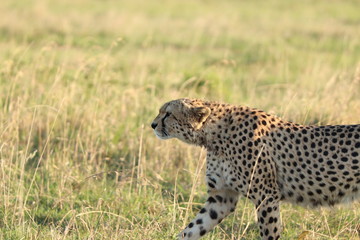 Cheetah face closeup, walking in the Masai Mara National Park, Kenya.