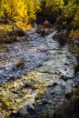 Stream with autumn trees, trees with yellow leaves, Yading, China