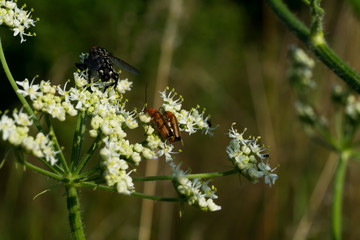close up of fly with detail on a leaf of a flower plant