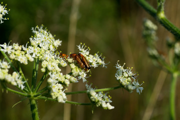 close up of fly with detail on a leaf of a flower plant