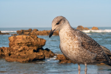 Essaouira Fish Market is the place to get the LOCAL seafood, the port is near Bab Doukala. Beautiful sunset with silhouette fortress and flying seagull