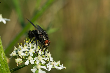 close up of fly with detail on a leaf of a flower plant