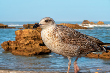 Essaouira Fish Market is the place to get the LOCAL seafood, the port is near Bab Doukala. Beautiful sunset with silhouette fortress and flying seagull