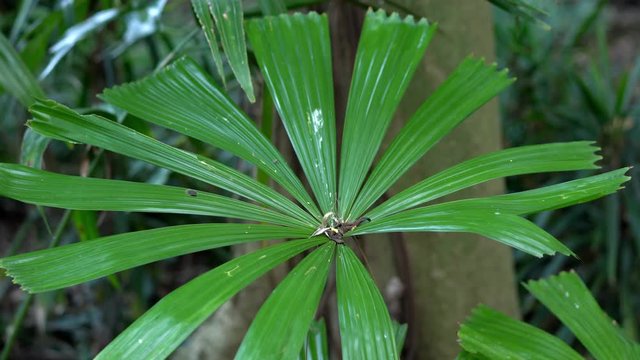 Australian fan palm in a rainforest