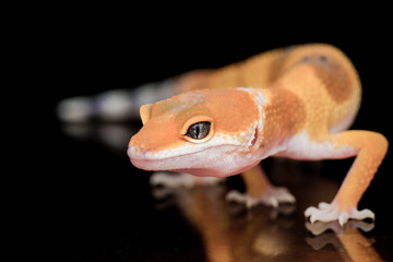 The Little Gecko