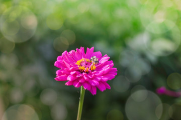 pink zinnias flower blooming in garden bumblebee collecting nectar