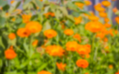 abstract natural background with blurred calendula flowers in the garden