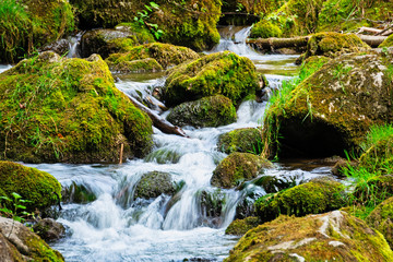 Obraz premium Gebirgsbach im Wald