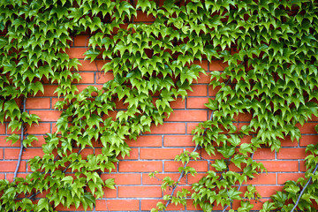 Red brick wall with ivy (edera - ivy and parthenocissus - virginia creeper)