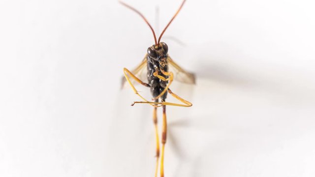 Digger wasp on white background in focus