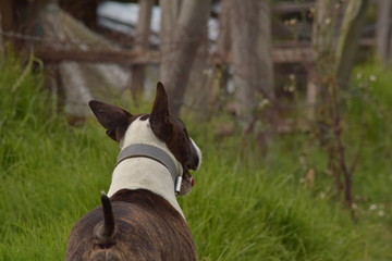 Perri doggy