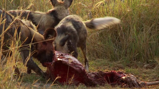 Three young African wild dogs feed on the bones and scraps of an animal carcass in the wild