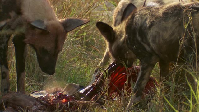 Close-up of African wild dogs feasting on an animal carcass under the hot African sun