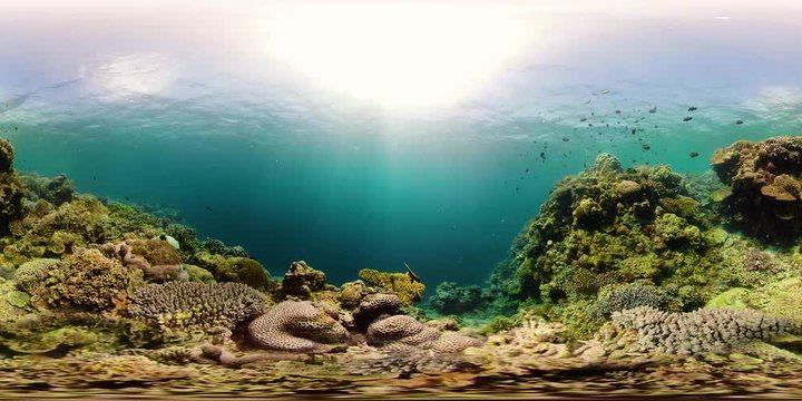 Underwater Scene Coral Reef 360VR. Tropical underwater sea fishes. Camiguin, Philippines.
