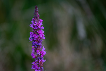 Nature © Ben.Photoholic