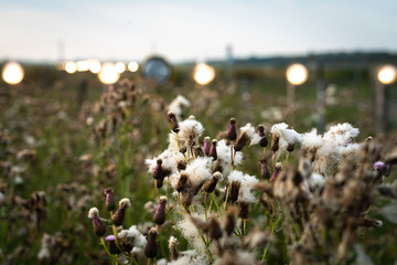 Nature © Ben.Photoholic