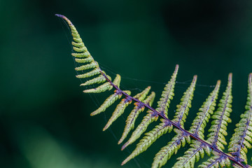 Nature © Ben.Photoholic