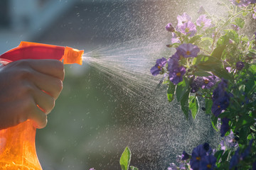 Woman spraying flowers in the garden. Pesticides, insecticide protection.