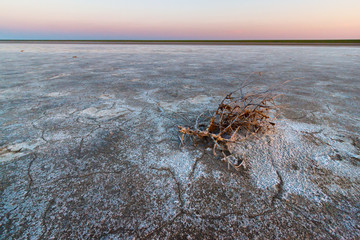 The old dry grass lying on the dried up salt lake bottom, Kalmykia, Russia