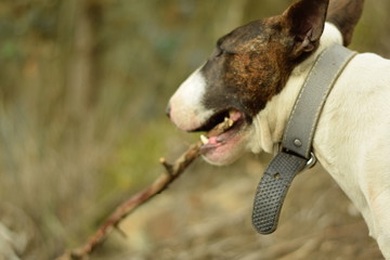 bull terrier