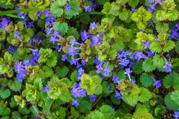The vegetation texture with thickets of the ground-ivy (binomial name Glechoma hederacea)