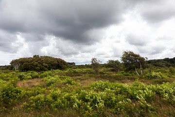 Naturschutzgebiet bei Cuxhaven