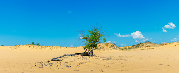 The lonely small tree growing among sandy desert under the hot sun