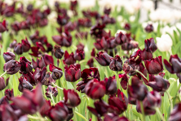 Purple colored tulip flowers in spring field. Violet bud of tulip. Purple bright tulip, sensitive focus.