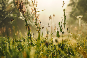 Plants and grass close up on a foggy summer morning