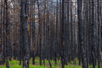 A lot of charred trunks of dead pine trees in the forest after last year wildfire